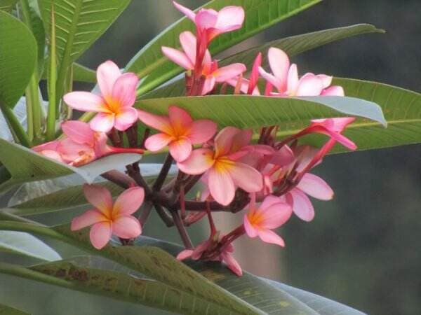 Kenapa Sih Bunga Kamboja Selalu Identik dengan Kuburan dan Mitos Angker? Ini Jawabannya! Kenapa Sih Bunga Kamboja Selalu Identik dengan Kuburan dan Mitos Angker? Ini Jawabannya!