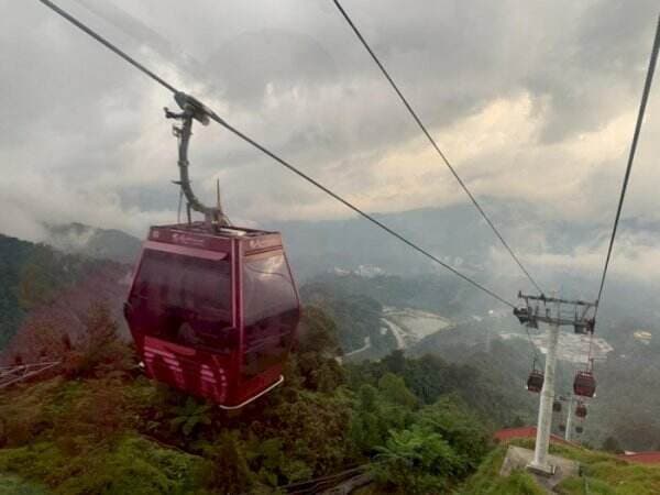 Keren! Naik Kereta Gantung Ini Bisa Lihat Hutan Berumur 130 Juta Tahun