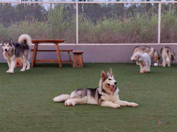 Waspada! Suara 5 Hewan ini Jadi Tanda Ada Makhluk Halus di Sekitarmu Waspada! Suara 5 Hewan ini Jadi Tanda Ada Makhluk Halus di Sekitarmu