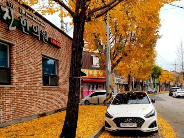 3 Fakta Unik Pohon Ginkgo Biloba, Fosil Hidup dari Cina yang Jadi Spot Foto di Korea