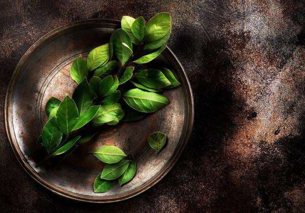 Manfaat Daun Salam Dahsyat Menurut dr. Zaidul Akbar, Bikin Diabetes Rontok Manfaat Daun Salam Dahsyat Menurut dr. Zaidul Akbar, Bikin Diabetes Rontok