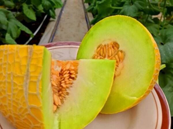 &#39;Golden Emerald&#39; Melon Paling Enak di Dunia Tumbuh Subur di Blora, Gimana Rasanya?