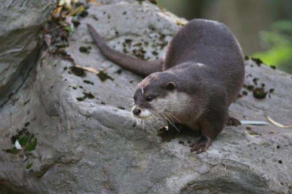 Tips Merawat Otter ala Marcell Rusli, Gak Boleh Kedingingan dan Kepanasan Tips Merawat Otter ala Marcell Rusli, Gak Boleh Kedingingan dan Kepanasan