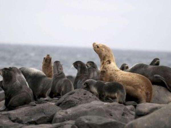 2.500 Anjing Laut Ditemukan Mati di Pantai Kaspia 2.500 Anjing Laut Ditemukan Mati di Pantai Kaspia