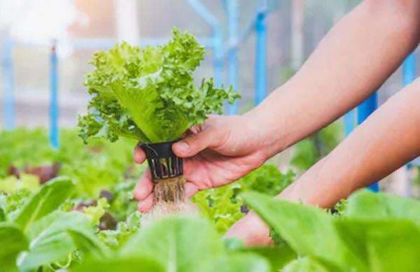 Pengertian Hidroponik Menurut Para Ahli Lengkap Beserta Penjelasannya Pengertian Hidroponik Menurut Para Ahli Lengkap Beserta Penjelasannya