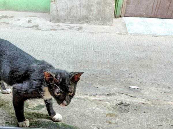 4 Mitos Mengerikan Kucing Hitam, Salah Satunya Dianggap Pembawa Sial