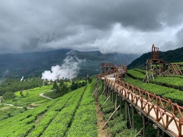 Healing di Kebun Teh Wayang Windu Panenjoan, Menikmati Suasana Bandung yang Sejuk