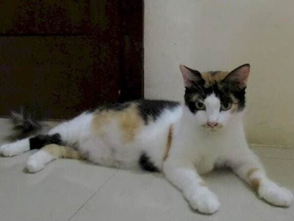 10 Fakta dan Mitos Kucing Belang Tiga yang Harus Kamu Tau, Benarkah Membawa Keberuntungan? 10 Fakta dan Mitos Kucing Belang Tiga yang Harus Kamu Tau, Benarkah Membawa Keberuntungan?