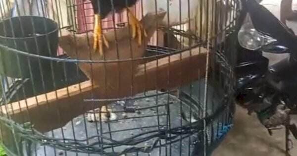 VIDEO: Viral, Burung Beo Ini Terkena Sindrom ‘Kamu Nanya’ VIDEO: Viral, Burung Beo Ini Terkena Sindrom ‘Kamu Nanya’