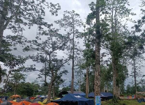 Kapuk Desa Lantan Lombok Tengah Tembus Belanda