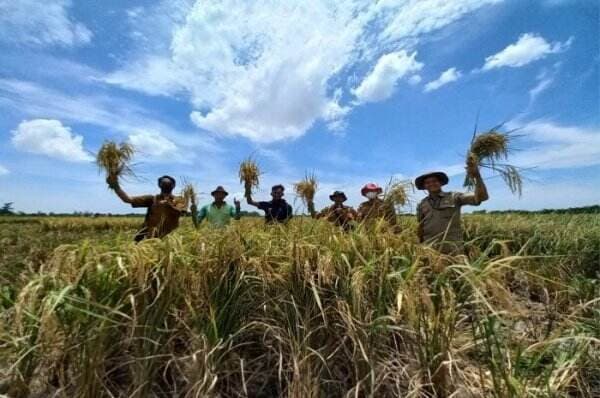 Kecamatan Kedokanbunder Indramayu Miliki 1.916 Hektar Lahan Pertanian Pangan Berkelanjutan