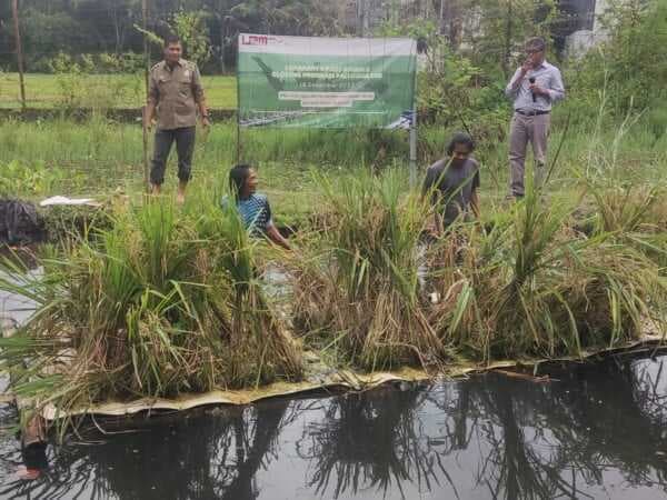 Padi Apung Jadi Alternatif Atasi Krisis Pangan karena Bisa Hasilkan 4 Ton per Hektar