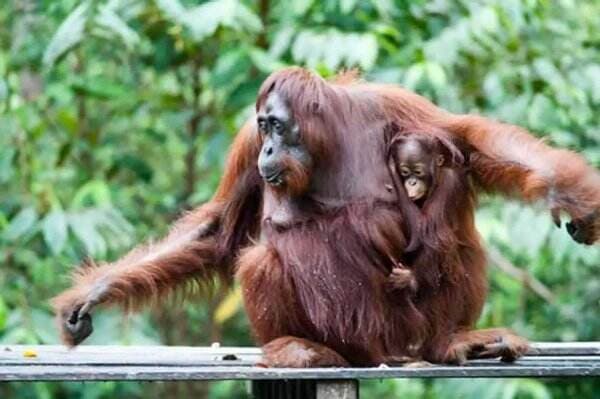 Melihat Tom, "sang Penguasa" Camp Leakey