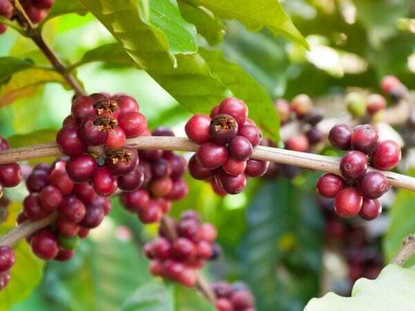 Penggerek Buah Kopi, Pengertian Dan Cara Mengatasinya