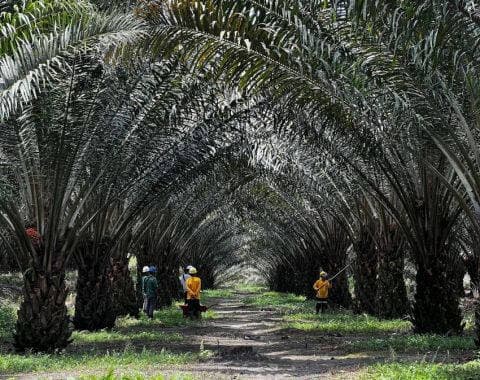 Ciptakan Klon Unggul Sawit, BRIN dan Astra Agro Kembangkan Kultur Jaringan