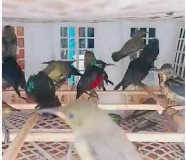 Dijual Bebas di Indonesia, Inilah Peran Penting Burung Kolibri untuk Alam