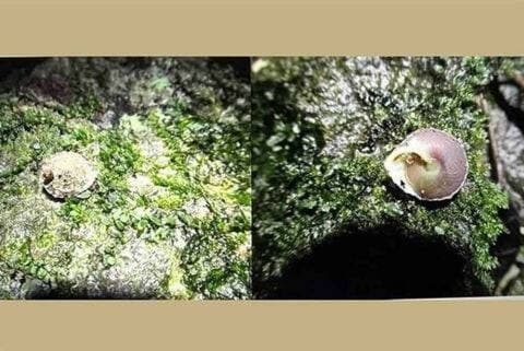 Spesies Siput Baru Ditemukan di Gua Terbesar di Dunia Spesies Siput Baru Ditemukan di Gua Terbesar di Dunia