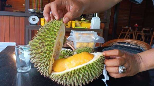 Panen Durian dan Alpukat di Kebun Resto Saoraja Depok, Ini Jenis dan Harganya