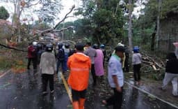 Angin Kencang Tumbangkan Pohon di Jalan Kuningan-Majalengka, 2 Pengendara Luka-luka