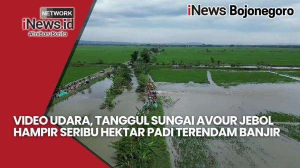 Video Drone, Tanggul Sungai Avour Jebol Rendam Ratusan Hektar Tanaman Padi di 2 Kecamatan