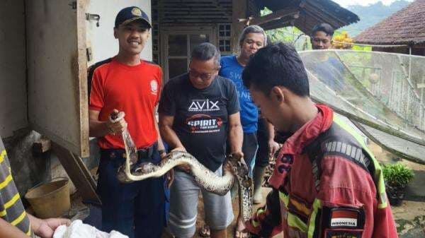 Evakuasi Ular Sanca dan Anjing Nyasar, Petugas Damkar Ciamis Tangani Dua Kasus Unik di Pagi Hari