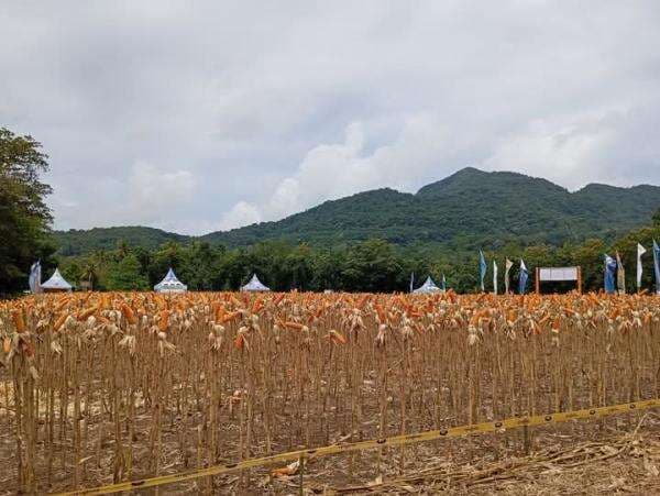 Panen Raya Jagung di Manggarai Timur: Langkah Strategis Menuju Kemandirian Pangan Panen Raya Jagung di Manggarai Timur: Langkah Strategis Menuju Kemandirian Pangan