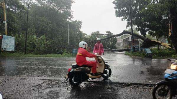 Hitungan Jam, Empat Pohon di Kota Probolinggo Tumbang Diterjang Hujan Angin