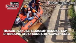 Video - Tim SAR Evakuasi Bangkai Sapi di Bendung Gerak Sungai Bengawan solo, Terpapar PMK?