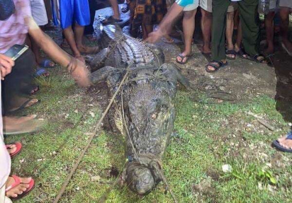 Buaya Muara 3 Meter Ditangkap Warga, Sering Terlihat di Aliran Sungai Talang