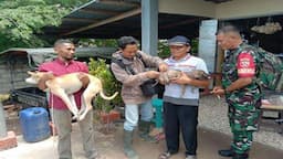 Takut Anjing Kesayangan Mati, Warga Tolak Vaksin Anti-Rabies