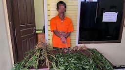 Polisi Ciduk Pemilik 15 Batang Pohon Ganja di Taput, Terungkap Akibat Laporan Penganiayaan