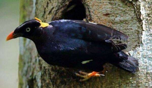 Burung Beo Ini Fasih Ucapkan Kalimat Tauhid, Lantas Mengapa Syaikh Ini Menangisi Kematiannya