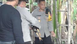 Polsek Krian Gerebek Judi Sabung Ayam, Belasan Ekor Ayam Diamankan Sebagai Barang Bukti