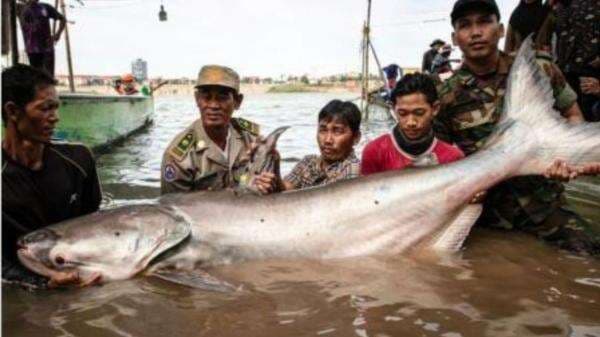 Enam Ikan Lele Raksasa Ditemukan di Sungai Mekong, Populasi Terancam Punah