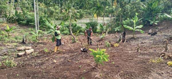 Anggota Koramil 18 Tripa Pijay Bersama Warga Bersihkan Kebun untuk di Jadikan Lahan Bercocok Tanam