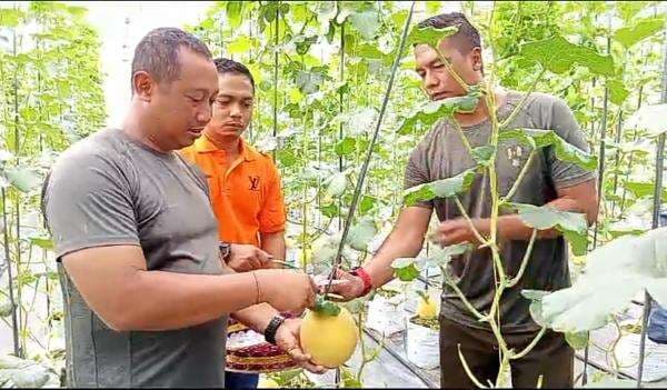 Danlanudad Gatot Soebroto & Persit KCK Panen Perdana 500 Pot Melon di Way Kanan Danlanudad Gatot Soebroto & Persit KCK Panen Perdana 500 Pot Melon di Way Kanan