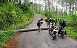 Angin Kencang, Perhutani Minta Pengguna Jalan Waspadai Pohon Tumbang