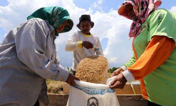 Pemerintah Targetkan Swasemda Pangan, Produksi Beras di Jatim Malah Menurun