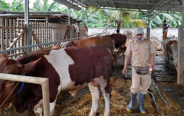 86 Hewan Ternak di Kabupaten Bekasi Terinfeksi Penyakit Mulut dan Kuku