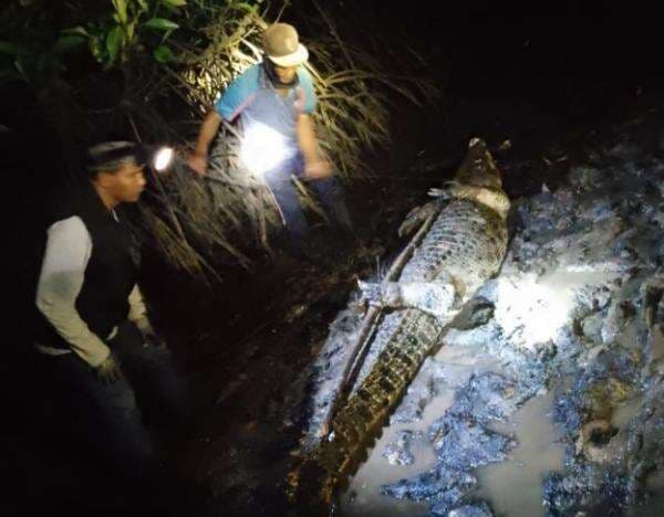 Nelayan Pulau Buluh Tangkap 13 Ekor Buaya Lepas dari Penangkaran