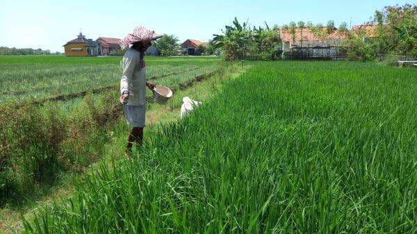 Catat Tanggal dan Caranya! Kesempatan Petani untuk Daftar Jadi Penerima Pupuk Subsidi Tahun Depan