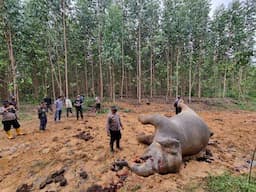 Gajah Betina Sumatera Mati Diracun Warga, Kawannya Ngamuk Hancurkan Sejumlah Pondok