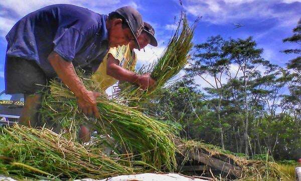 Kiprah Petani Milenial Kalsel, Dukung Peningkatan Swasembada Pangan