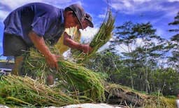 Kiprah Petani Milenial Kalsel, Dukung Peningkatan Swasembada Pangan