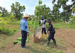 Dukung Program Ketahanan Pangan, Lapas Terbuka Kendal Kembangkan Pisang Jenis Morosebo