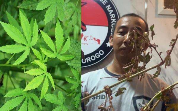 Warga Ponorogo Temukan Tanaman Mirip Ganja Tumbuh Subur, Ini Kata Polisi Warga Ponorogo Temukan Tanaman Mirip Ganja Tumbuh Subur, Ini Kata Polisi