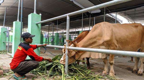 Waspada, Hewan Ternak Rawan Diserang Sejumlah Penyakit Ini Saat Musim Pancaroba