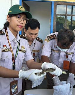 Barantin Berhasil Gagalkan Penyelundupan Ratusan Satwa Dilindungi di Kargo Bandara Mopah