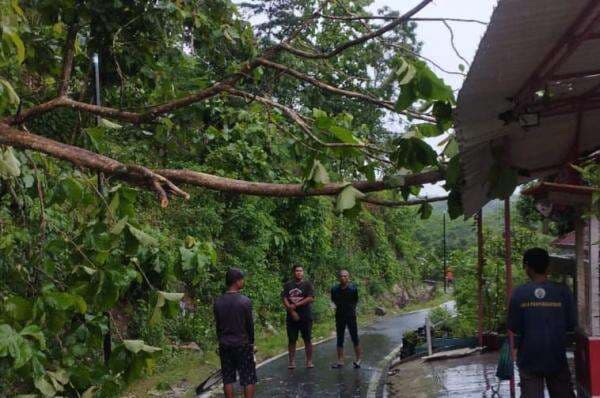 Hujan Krmbali Mengguyur Cisel, Pohon Tumbang Timpa Rumah Warga