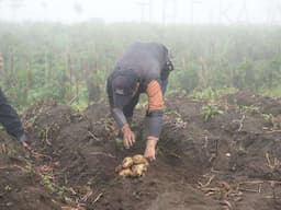 Kentang Garut Binaan UPLAND Siap Dukung Swasembada Pangan